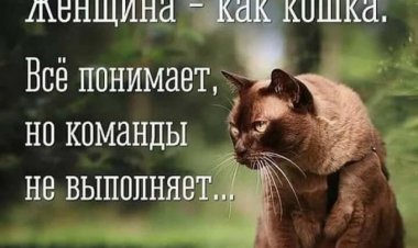 Прикольные и умные фразы