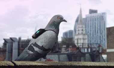 Лондонские голуби сообщают о качестве воздуха через Twitter