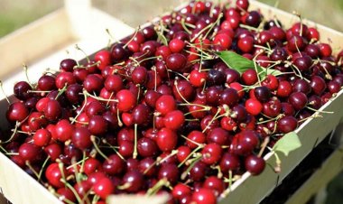 Мыть ли ягоды: мнение агронома