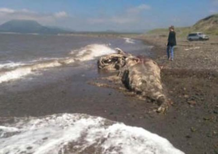 На Сахалине море выбросило на берег останки неизвестного науке чудовища