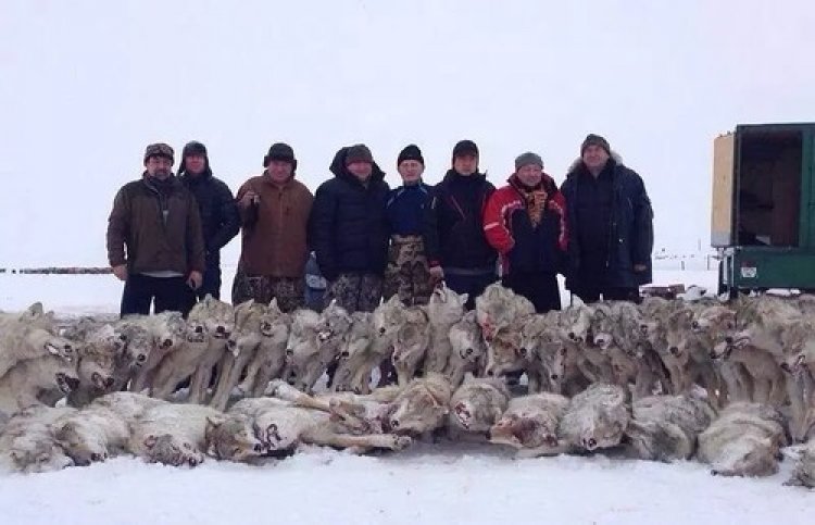 Фото с полусотней убитых волков шокировало Казнет