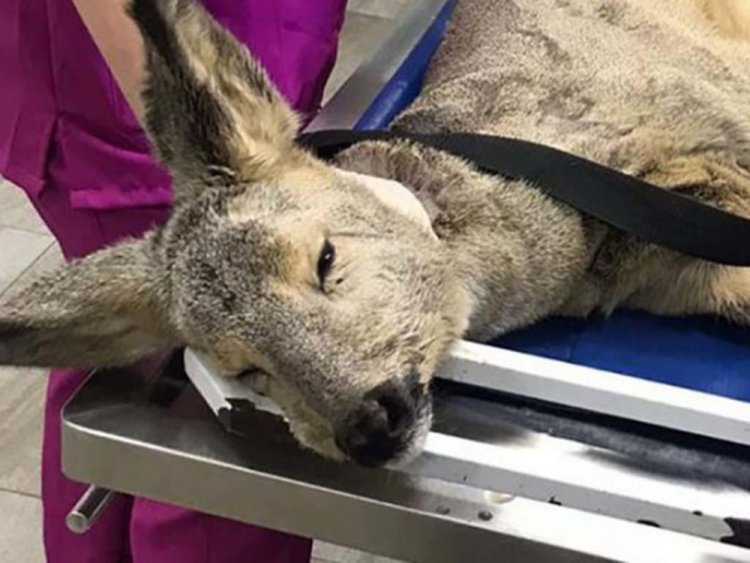 Лесными ягодами кормят косулю и собирают деньги на ее лечение